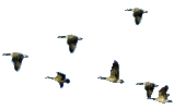 Анимация