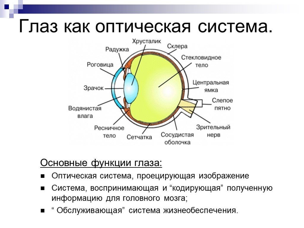 Оптические системы глаза и их нарушения проект